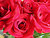 Red Roses