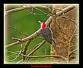 Picture Title - Red Bellied Woodpecker