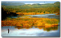 Picture Title - Colorful Marsh