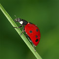 Picture Title - Ladybug #3