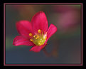 Picture Title - Saxifrage