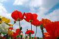 Picture Title - Poppy II