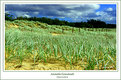 Picture Title - Australia Grassland