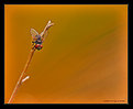 Picture Title - Fly On A Stick