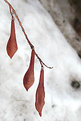 Picture Title - Wisteria Pods