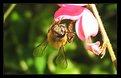 Picture Title - bee