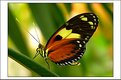 Picture Title - Tropical Butterfly