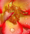 Picture Title - Rose Water Drops