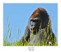 Picture Title - Gorilla