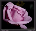 Picture Title - Pastel Pink Splendor