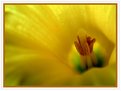 Picture Title - Mellow Yellow..
