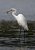 Great Egret with lunch