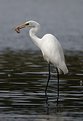 Picture Title - Great Egret with lunch