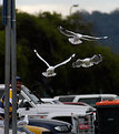 Picture Title - Seagulls