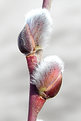 Picture Title - Pussy Willow