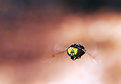 Picture Title - .:: The fly ::.