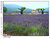 Lavender field at Provence