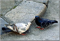 Picture Title - Pigeons