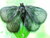 black butterfly under the sunshine