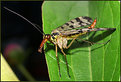 Picture Title - Scorpion Fly 2