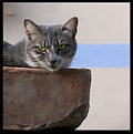 Picture Title - Green Eyes...Blue line