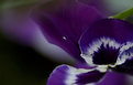 Picture Title - violet