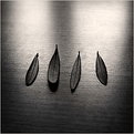 Picture Title - Four olive tree leave