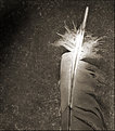 Picture Title - Feather