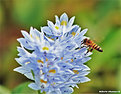 Picture Title - .:: PantanalṀs bee ::.