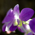 Picture Title - .: Orquídea II :.