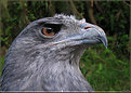 Picture Title - Black-chested Buzzard-eagle