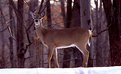 Picture Title - Deer at Harriman