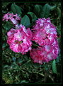 Picture Title - ---Rhododendron for My dearest Friend--- 