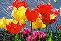 Picture Title - Tulips in the rain