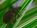 Picture Title - A fat little bug