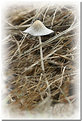 Picture Title - Toadstool.