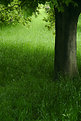 Picture Title - - green -