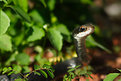 Picture Title - Curious snake