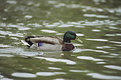 Picture Title - Duck in a Pond
