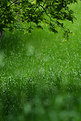 Picture Title - - green - II