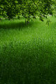 Picture Title - - green - III