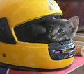 Picture Title - Cat in Helmet