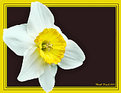 Picture Title - Daffodil Redone