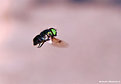 Picture Title - .:: The Fly #2 ::.