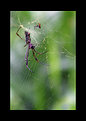 Picture Title - aranhas e teia / spiders and web