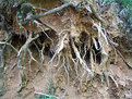 Picture Title - roots