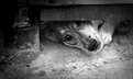 Picture Title - Dog under A Garden Gate