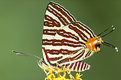 Picture Title - Long-banded Silverline..