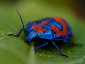Picture Title - A Bug