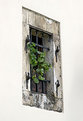 Picture Title - Old window